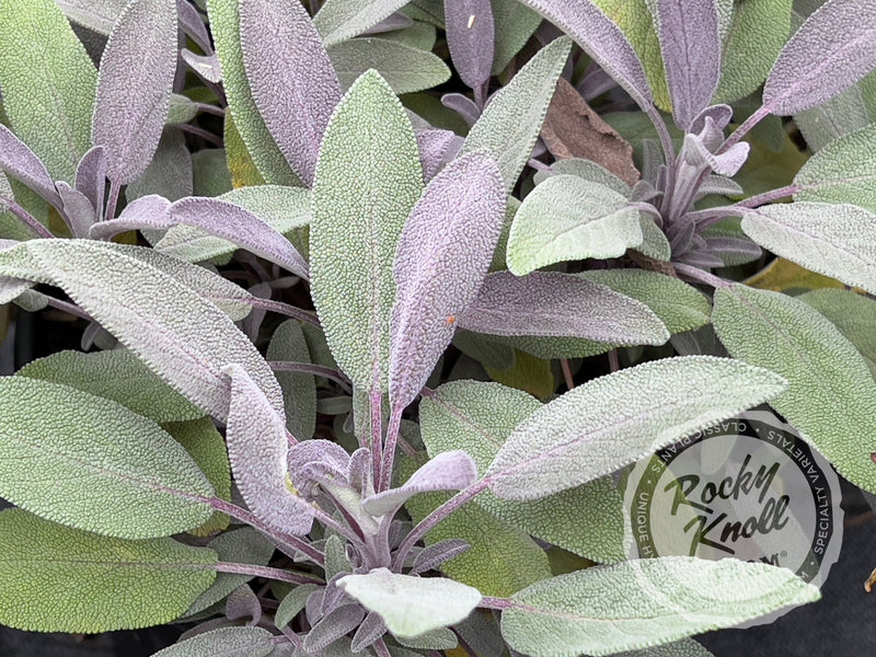Purple Sage - Salvia officinalis 'Purpurea' plant from Rocky Knoll Farm