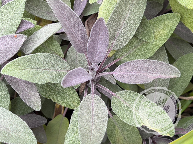 Purple Sage - Salvia officinalis 'Purpurea' plant from Rocky Knoll Farm