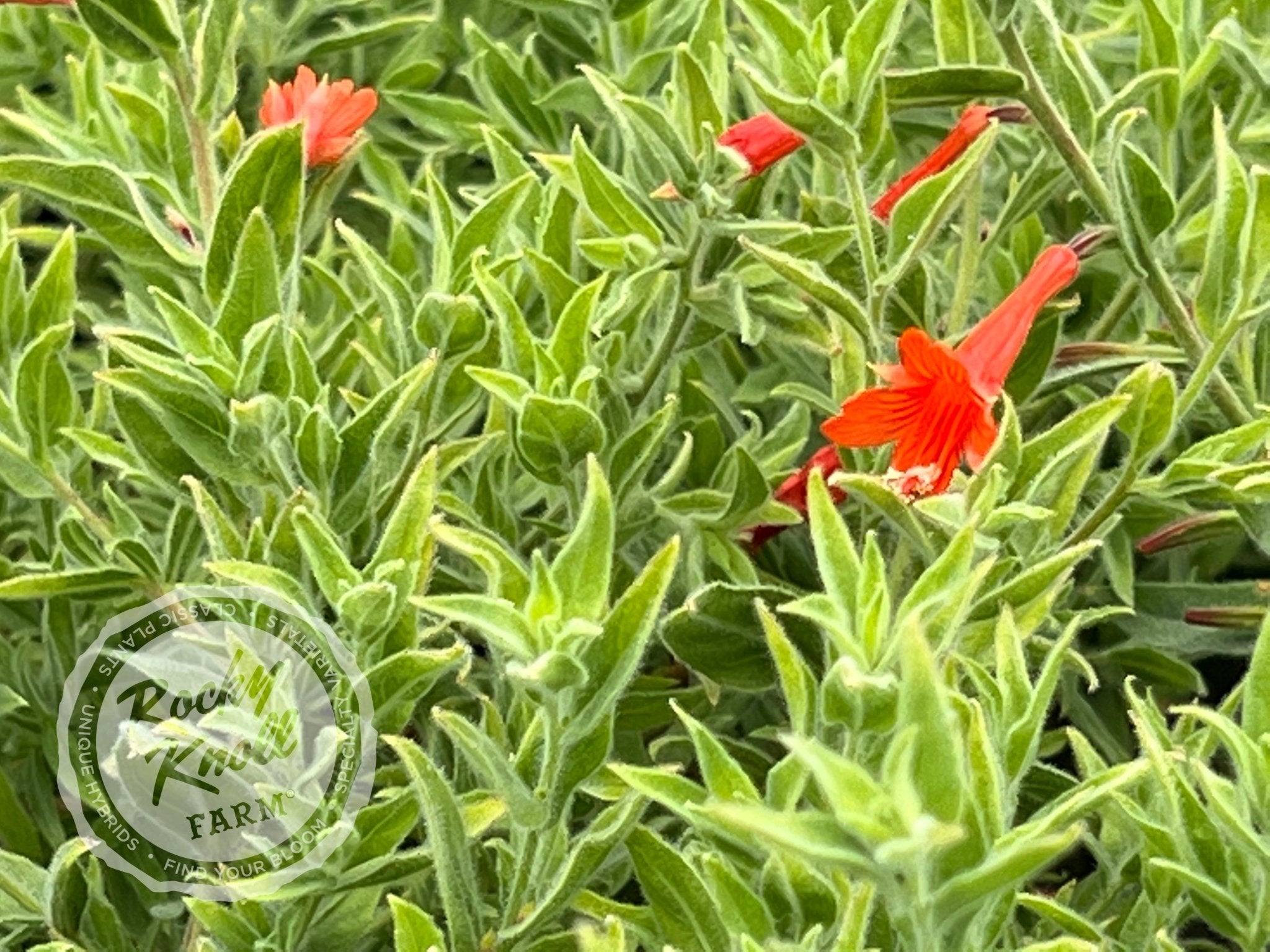 Zauschneria 'Orange Carpet' California Fuchsia Rocky Knoll Farm