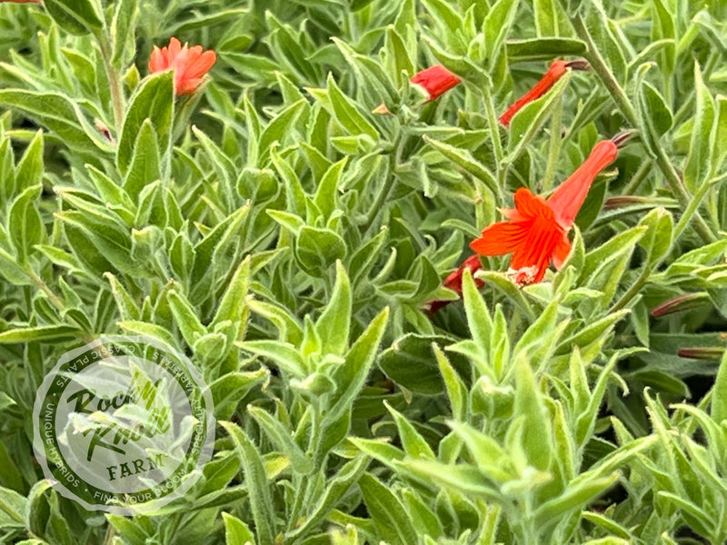 Zauschneria 'Orange Carpet' California Fuchsia plant from Rocky Knoll Farm