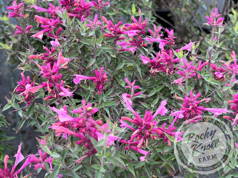 Agastache 'Rosie Posie' Hummingbird Mint plant from Rocky Knoll Farm