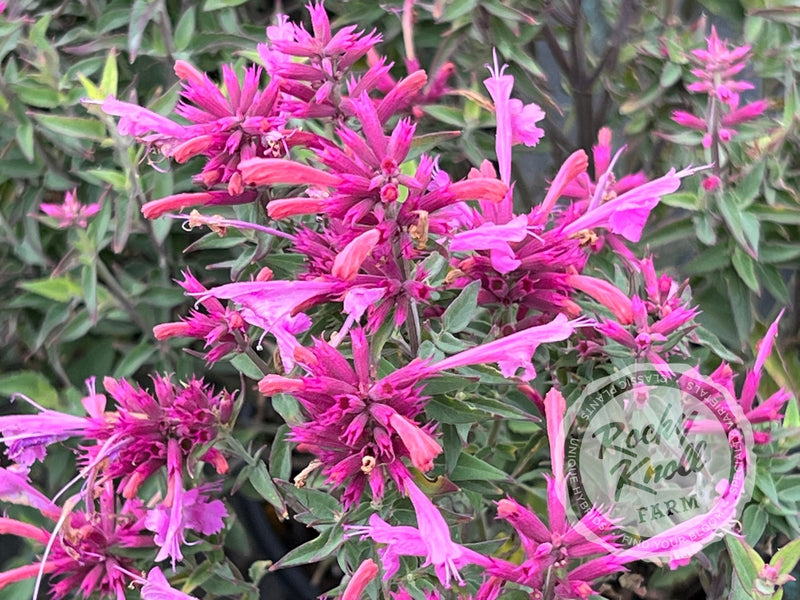 Agastache 'Rosie Posie' Hummingbird Mint plant from Rocky Knoll Farm