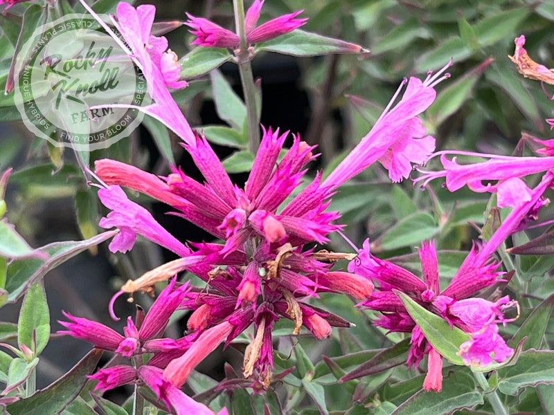 Agastache 'Rosie Posie' Hummingbird Mint plant from Rocky Knoll Farm