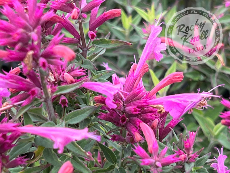 Agastache 'Rosie Posie' Hummingbird Mint plant from Rocky Knoll Farm