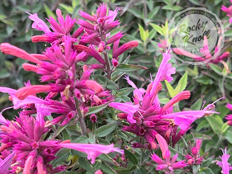 Agastache 'Rosie Posie' Hummingbird Mint plant from Rocky Knoll Farm