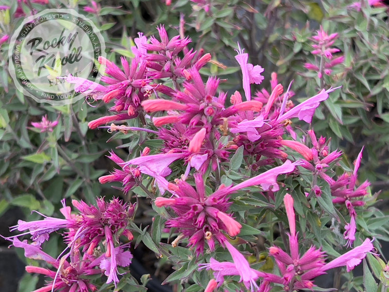 Agastache 'Rosie Posie' Hummingbird Mint plant from Rocky Knoll Farm