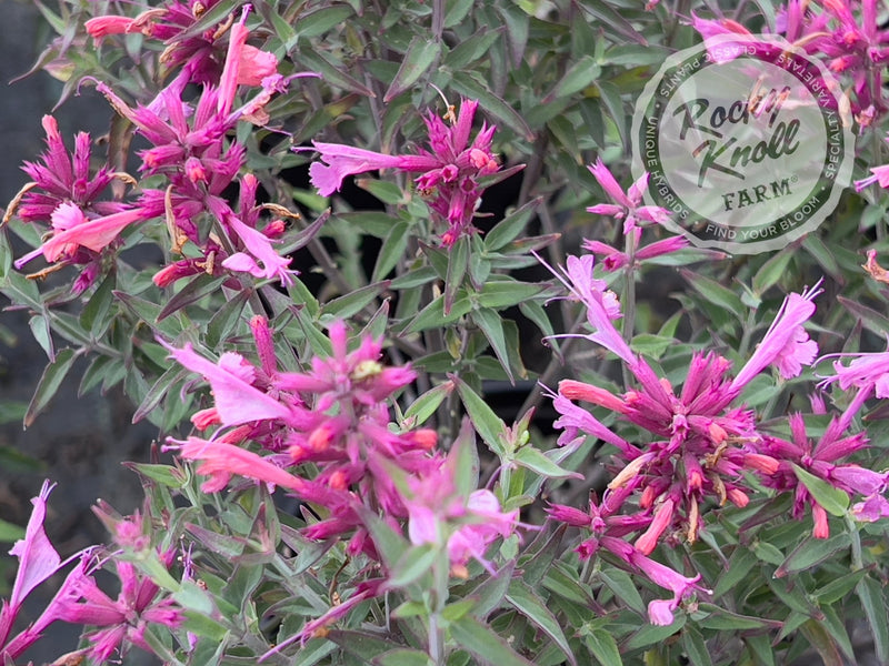 Agastache 'Rosie Posie' Hummingbird Mint plant from Rocky Knoll Farm