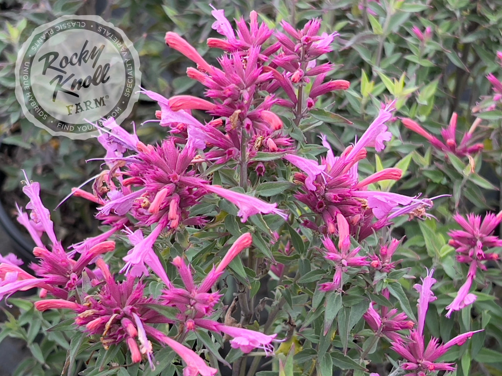あさみ　ボストンL 2点　rosy mint Agastache 'Rosie Posie' Hummingbird Mint - Rocky Knoll Farm