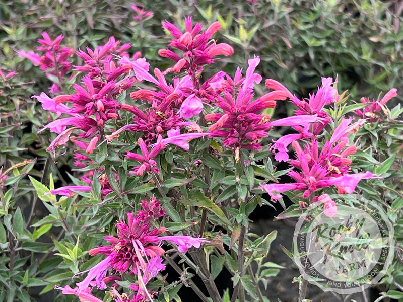 Agastache 'Rosie Posie' Hummingbird Mint plant from Rocky Knoll Farm