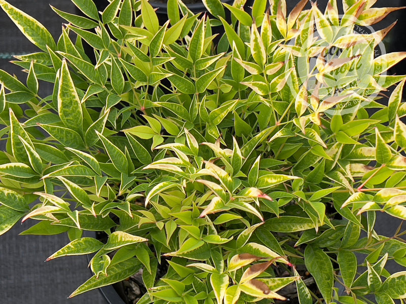 Moon Bay Heavenly Bamboo (Nandina domestica) plant from Rocky Knoll Farm