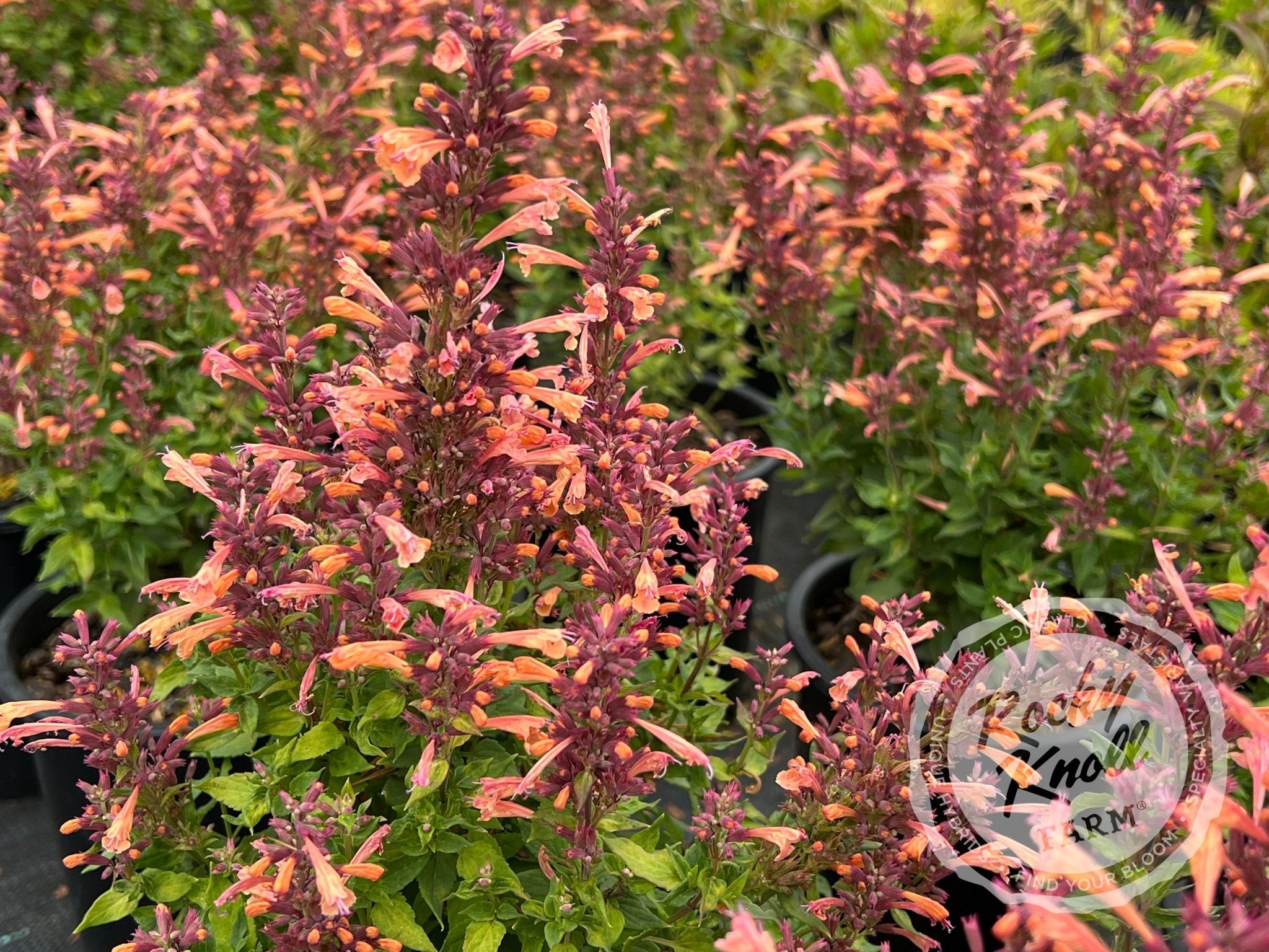 Humming Mint Agastache 'Mango Tango' Hummingbird Mint - Rocky Knoll Farm
