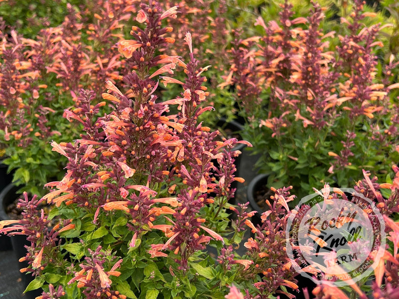 Agastache 'Mango Tango' Hummingbird Mint plant from Rocky Knoll Farm