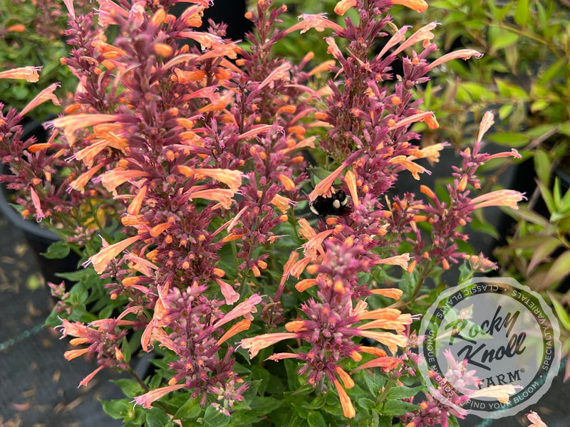 Agastache 'Mango Tango' Hummingbird Mint plant from Rocky Knoll Farm