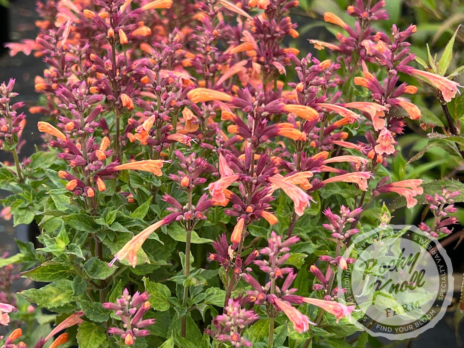 Agastache 'Mango Tango' Hummingbird Mint - Rocky Knoll Farm