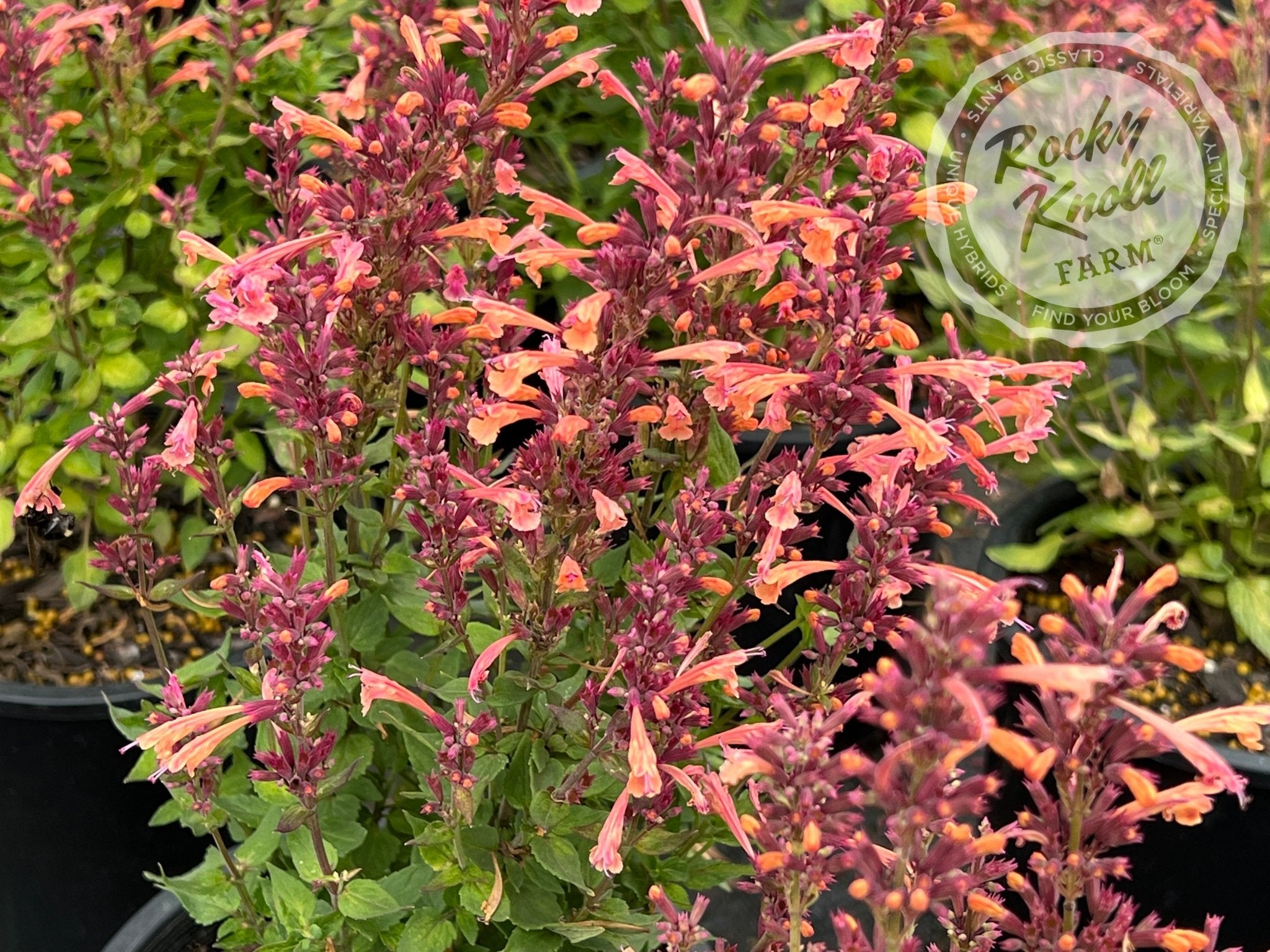 Humming Mint Agastache 'Mango Tango' Hummingbird Mint - Rocky Knoll Farm