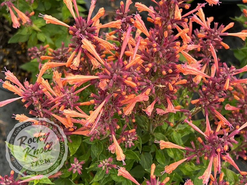 Agastache 'Mango Tango' Hummingbird Mint plant from Rocky Knoll Farm