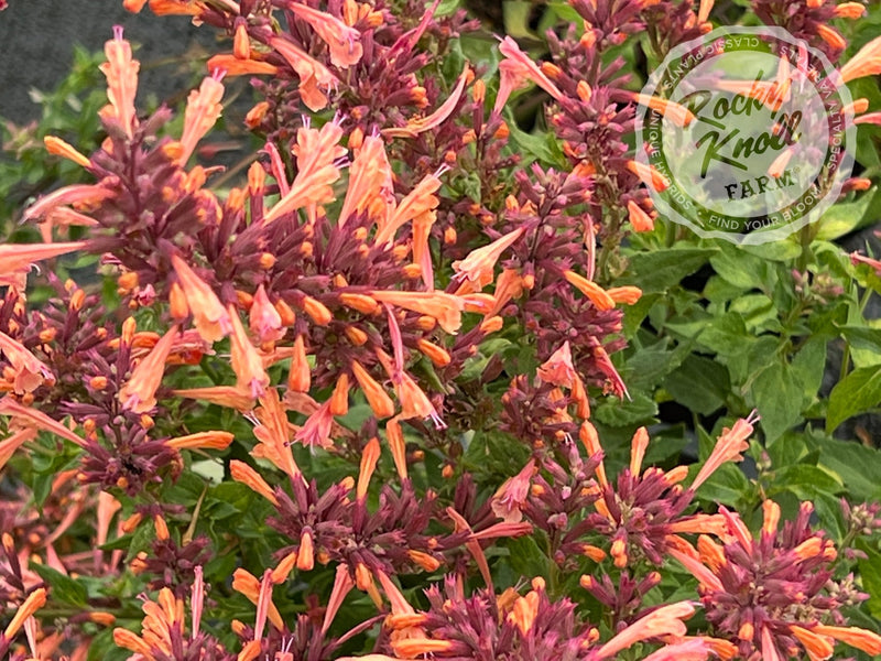 Agastache 'Mango Tango' Hummingbird Mint plant from Rocky Knoll Farm