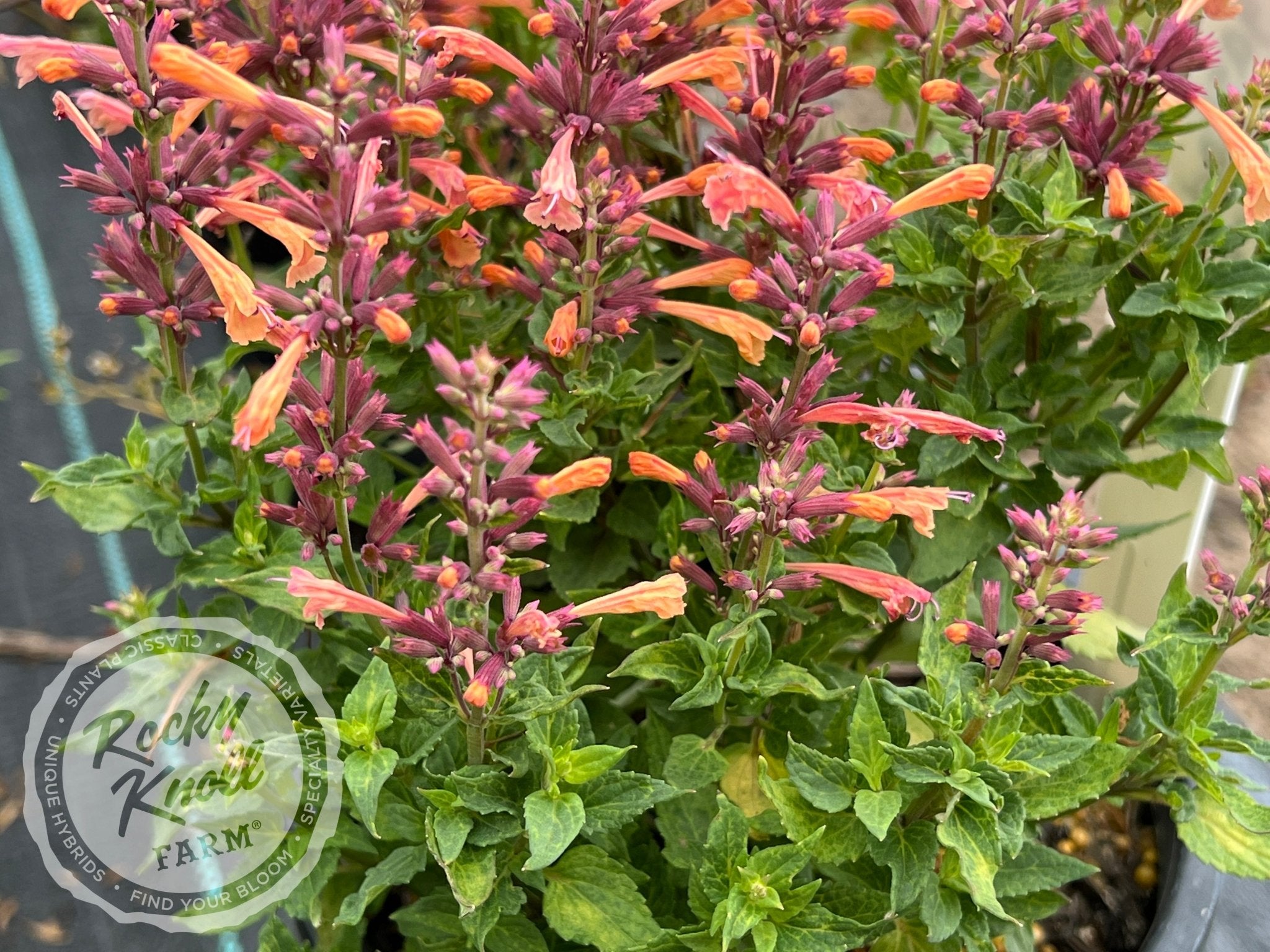 Humming Mint Agastache 'Mango Tango' Hummingbird Mint - Rocky Knoll Farm