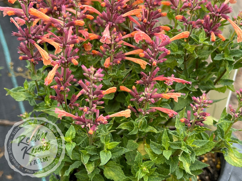 Agastache 'Mango Tango' Hummingbird Mint plant from Rocky Knoll Farm