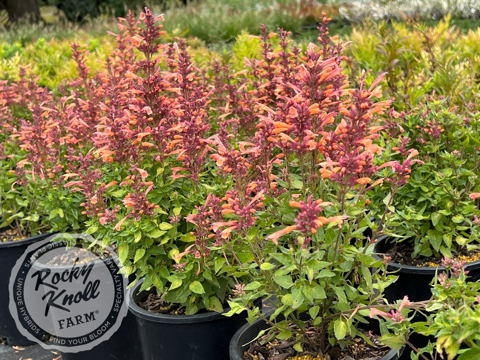 アガベ 麻花龍　ming Agastache 'Mango Tango' Hummingbird Mint - Rocky Knoll Farm
