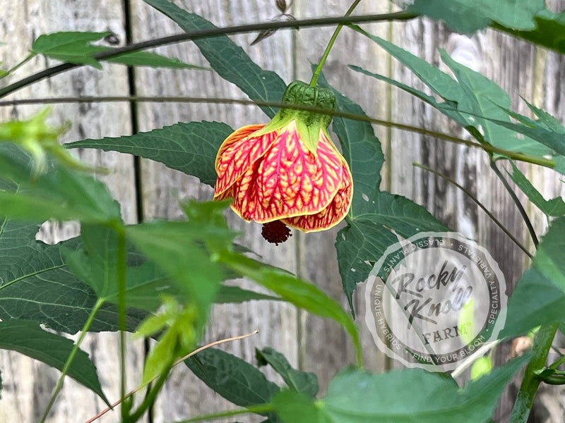 Abutilon - Tiger Eye Flowering Maple plant from Rocky Knoll Farm