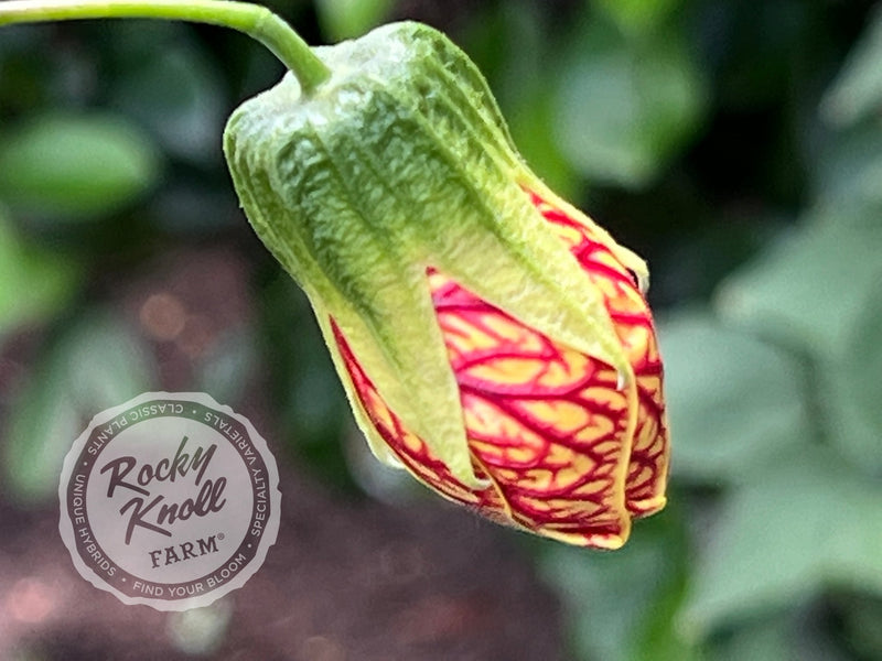 Abutilon - Tiger Eye Flowering Maple plant from Rocky Knoll Farm