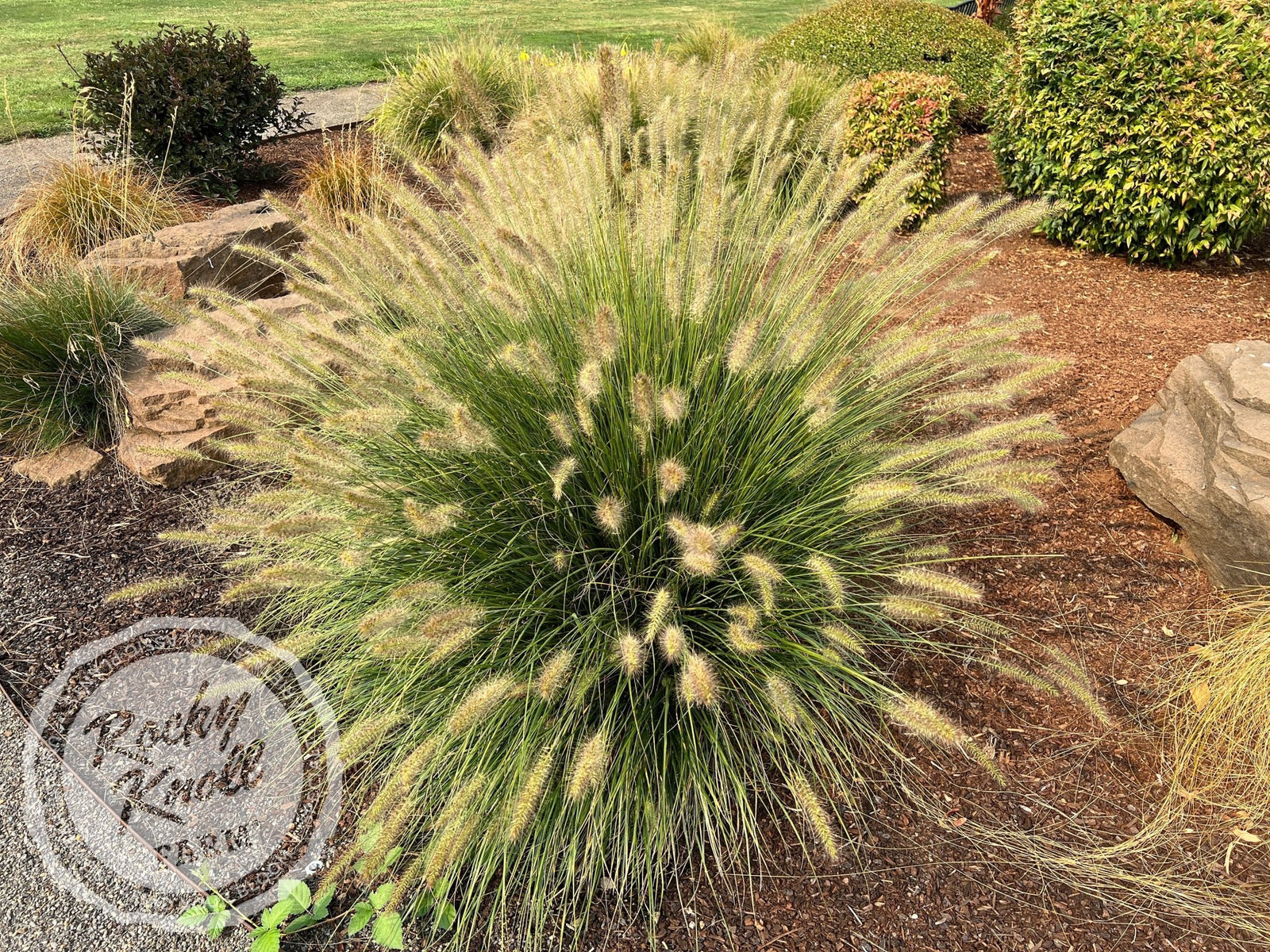 Hameln Dwarf Fountain Grass Pennisetum alopecuroides Rocky Knoll Farm