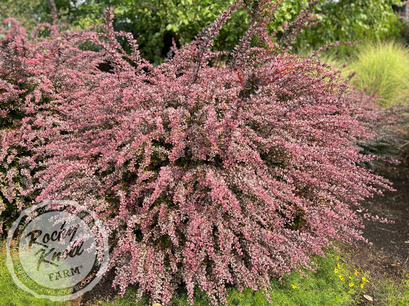 Berberis Rose Glow Barberry plant from Rocky Knoll Farm