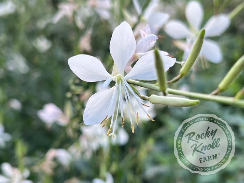 Sparkle White Wandflower - Gaura lindheimeri plant from Rocky Knoll Farm