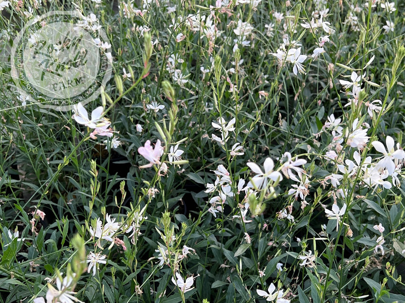 Sparkle White Wandflower - Gaura lindheimeri plant from Rocky Knoll Farm