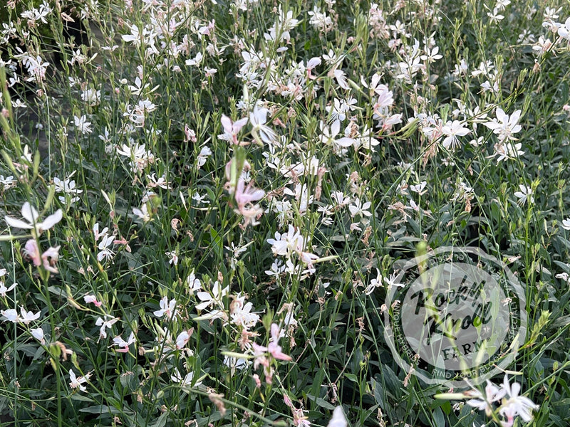 Sparkle White Wandflower - Gaura lindheimeri plant from Rocky Knoll Farm
