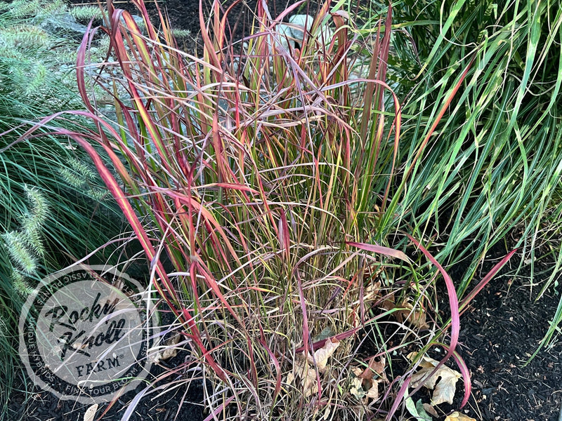 Panicum virgatum 'Shenandoah' Red Switchgrass plant from Rocky Knoll Farm