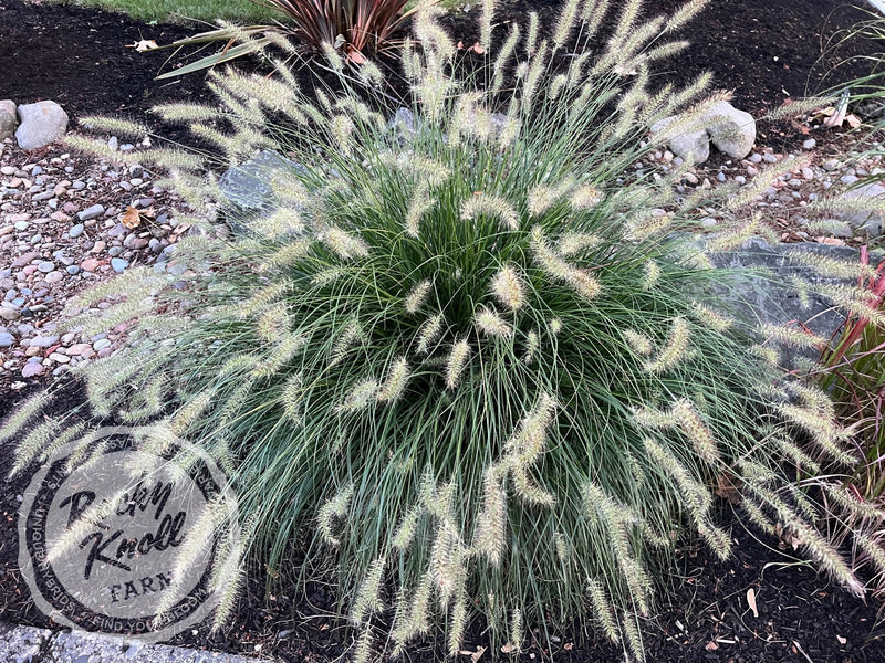 Hameln Dwarf Fountain Grass - Pennisetum alopecuroides plant from Rocky Knoll Farm