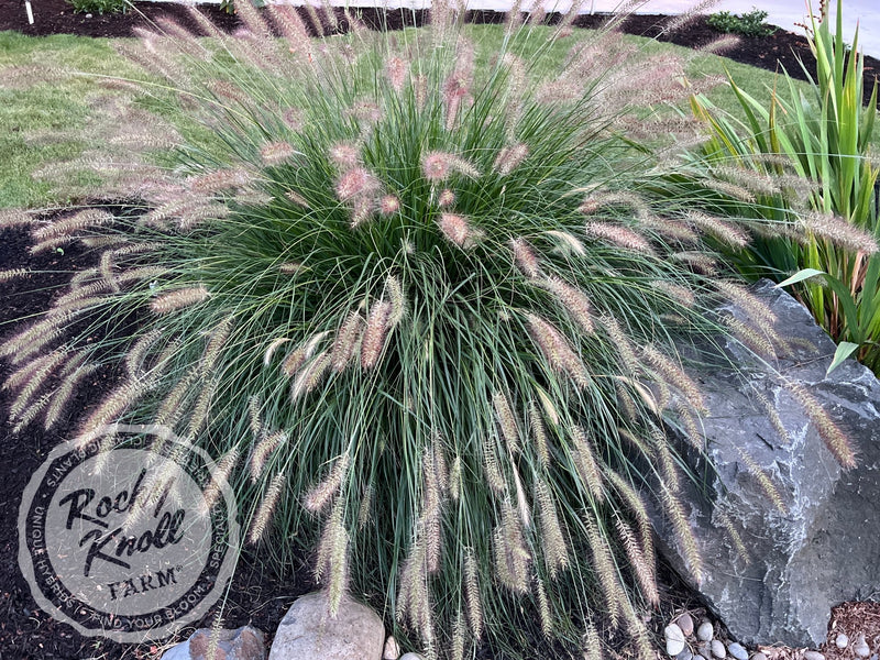 Hameln Dwarf Fountain Grass - Pennisetum alopecuroides plant from Rocky Knoll Farm