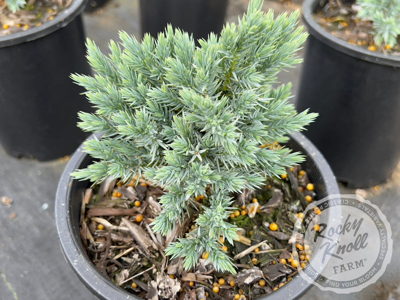 Blue Star Juniper - Juniperus squamata plant from Rocky Knoll Farm