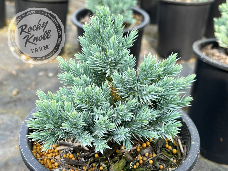 Blue Star Juniper - Juniperus squamata plant from Rocky Knoll Farm