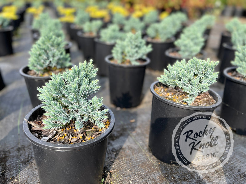 Blue Star Juniper - Juniperus squamata plant from Rocky Knoll Farm