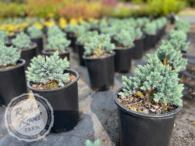 Blue Star Juniper - Juniperus squamata plant from Rocky Knoll Farm