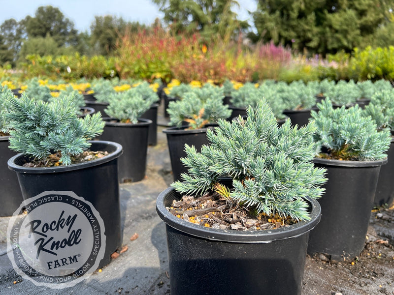 Blue Star Juniper - Juniperus squamata plant from Rocky Knoll Farm