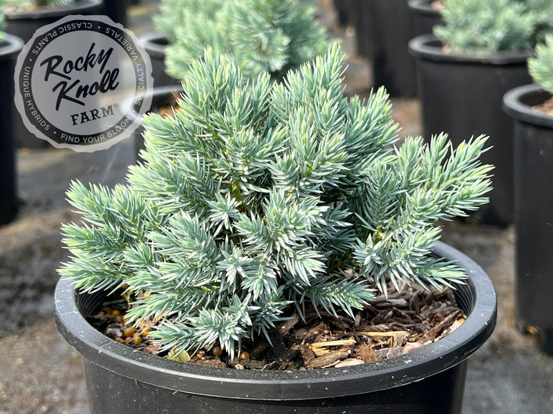 Blue Star Juniper - Juniperus squamata plant from Rocky Knoll Farm