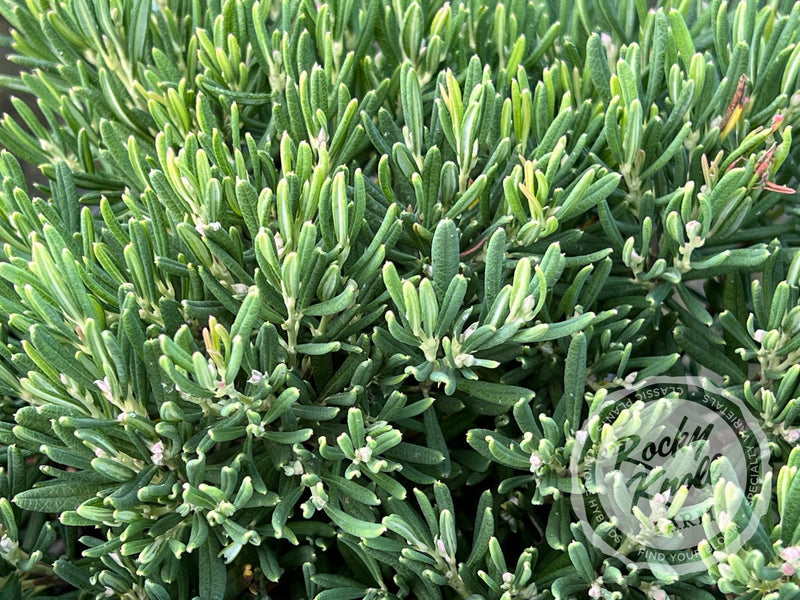 Blue Ice Bog Rosemary (Andromeda polifolia) plant from Rocky Knoll Farm