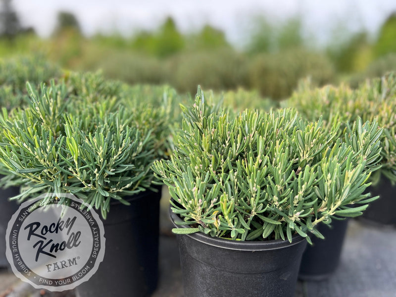 Blue Ice Bog Rosemary (Andromeda polifolia) plant from Rocky Knoll Farm