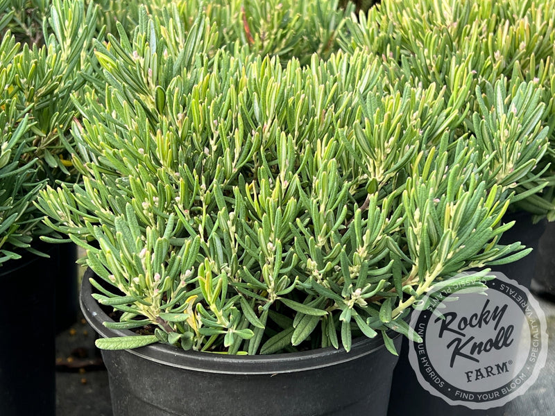 Blue Ice Bog Rosemary (Andromeda polifolia) plant from Rocky Knoll Farm
