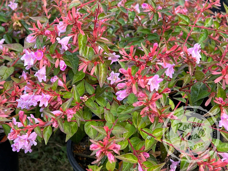 Abelia - Edward Goucher plant from Rocky Knoll Farm