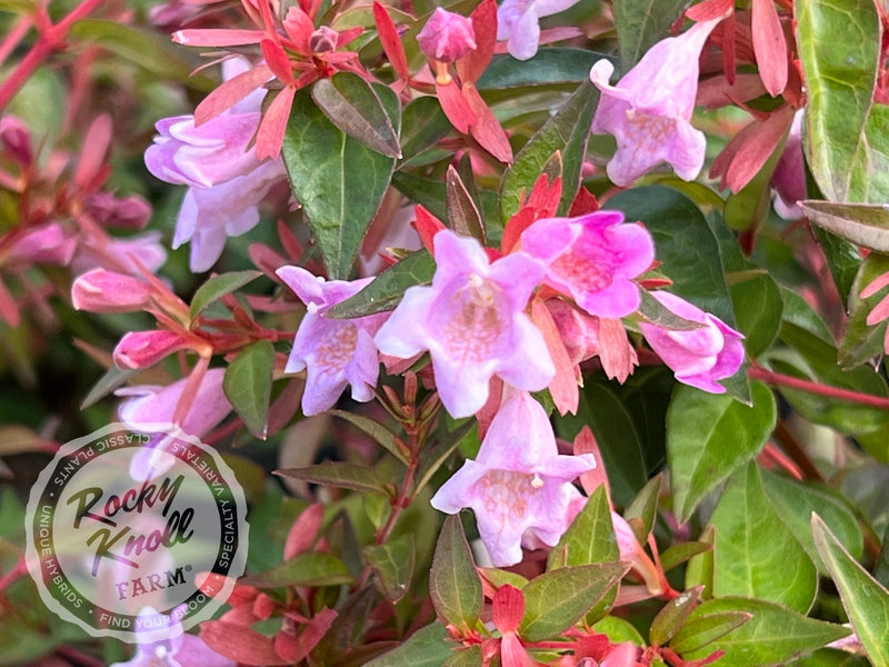 Abelia - Edward Goucher plant from Rocky Knoll Farm