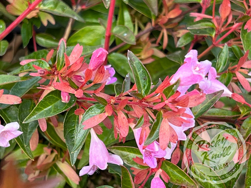 Abelia - Edward Goucher plant from Rocky Knoll Farm