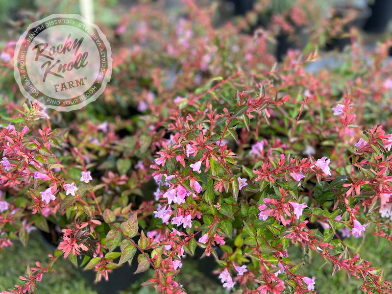 Abelia - Edward Goucher plant from Rocky Knoll Farm