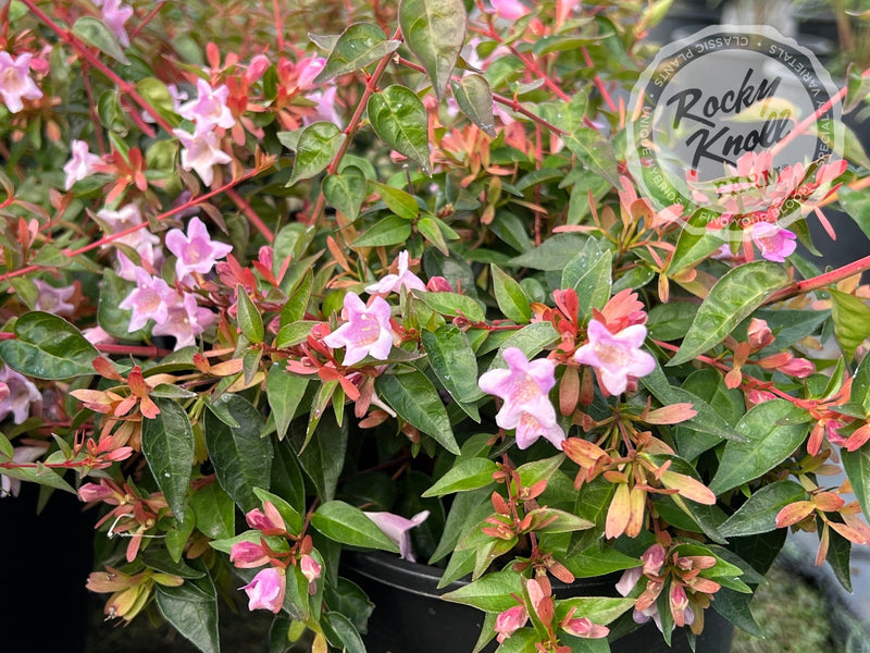 Abelia - Edward Goucher plant from Rocky Knoll Farm