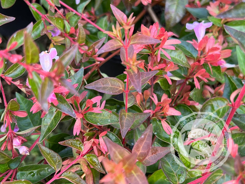 Abelia - Edward Goucher plant from Rocky Knoll Farm