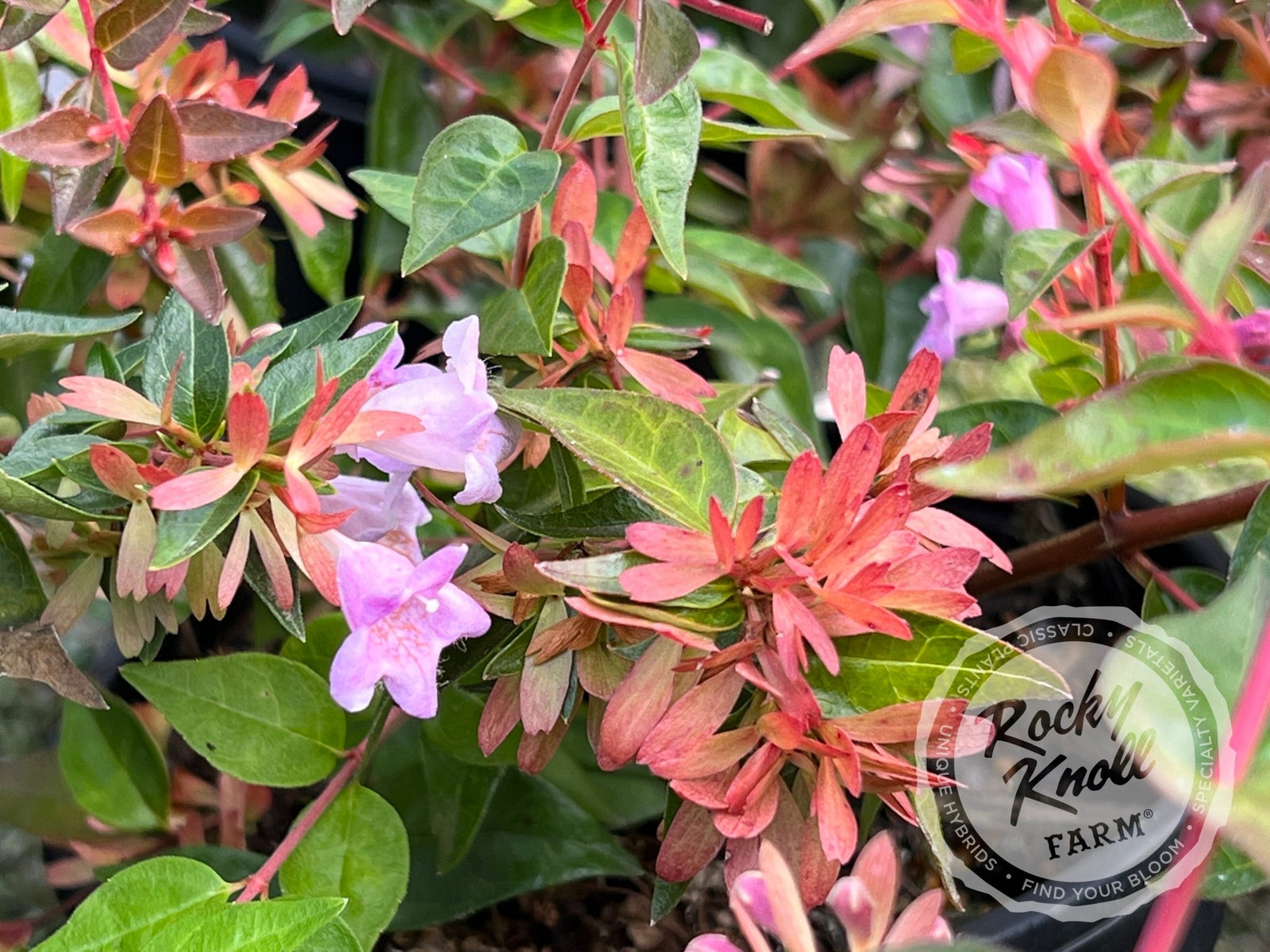 Abelia - Edward Goucher - Rocky Knoll Farm